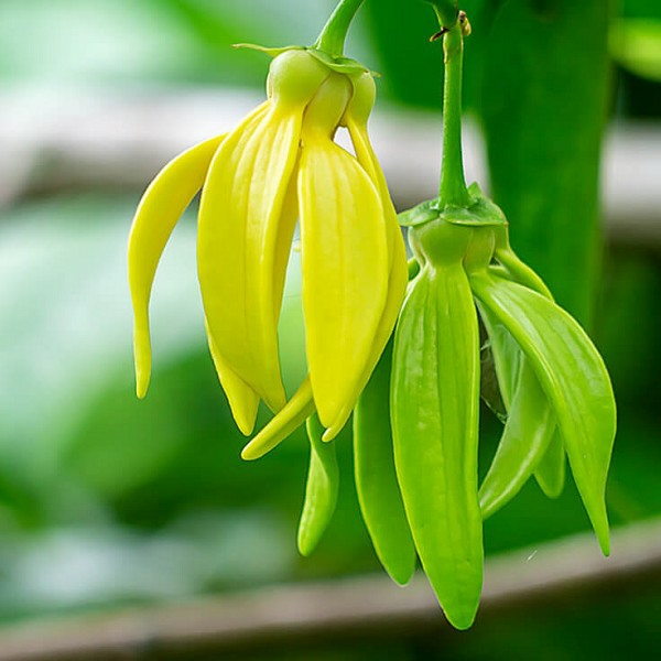 huille essentielle ylang ylang cananga odorata madagascar