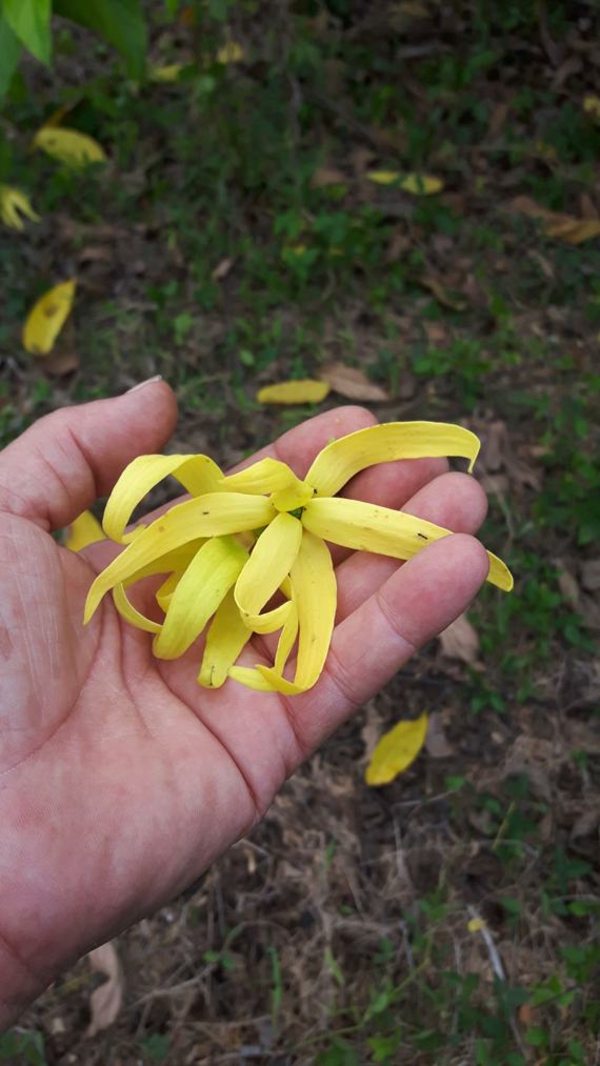 huille essentielle ylang ylang fleur