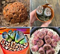 Lithops : comment cultiver et entretenir les plantes cailloux (4)