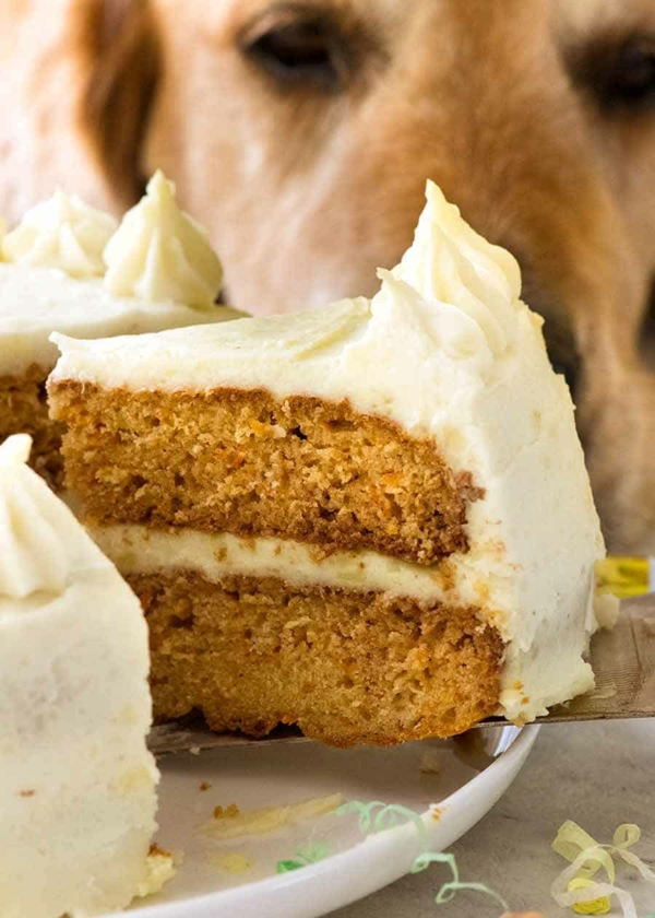 recette gâteau d'anniversaire pour chien glaçage de crème fouettée