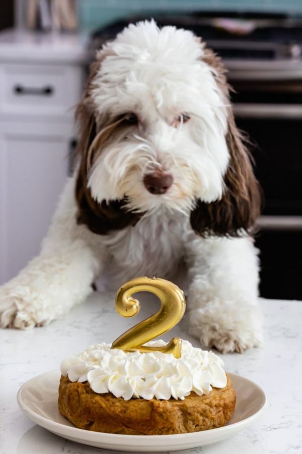 recette gâteau d'anniversaire pour chien à la crème fouettée