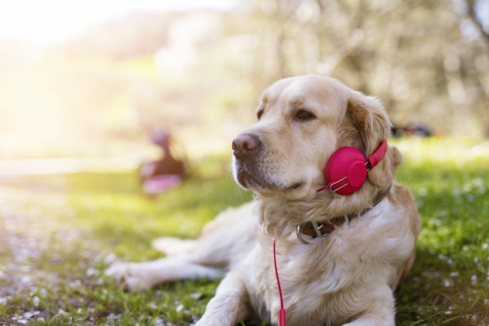 spotify musique pour déstresser vos animaux de compagnie