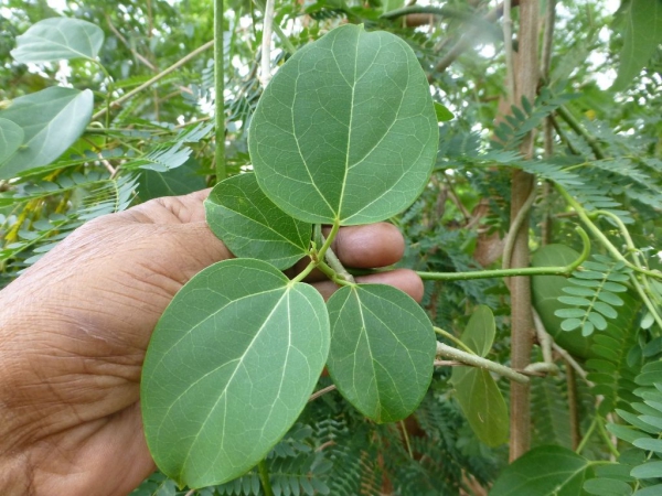 coupe faim naturel feuilles de gymnema