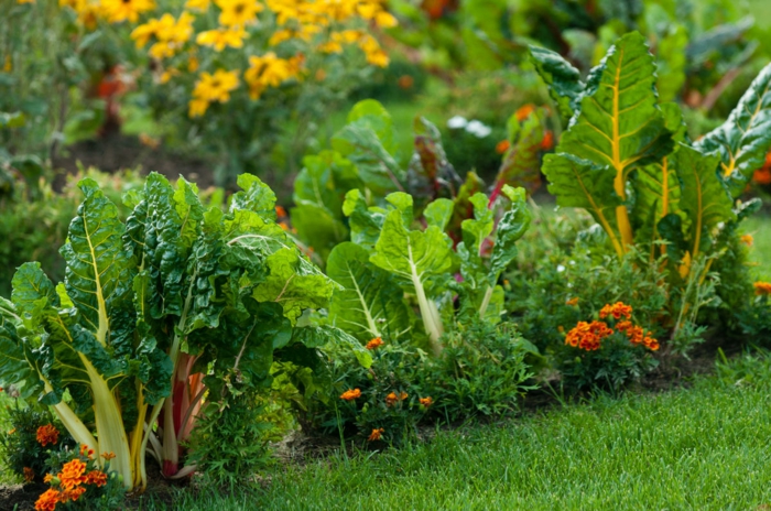 fleurs-et-légumes-conseils-jardinage-au-naturel