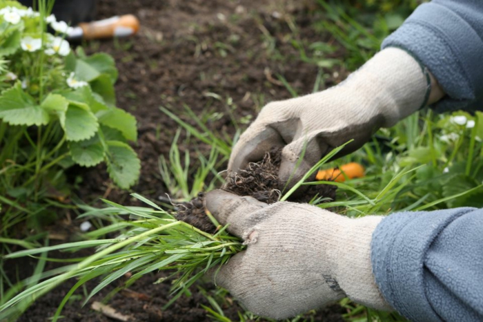 jardiner au naturel désherber le jardin sans des produits toxiques