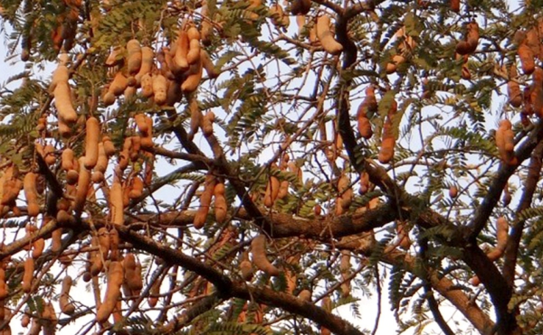 le fruit tamarin arbre mûri 