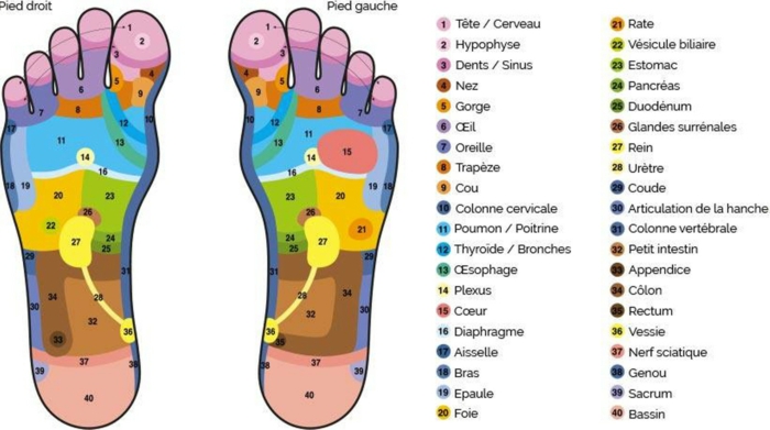 réflexologie plantaire carte des zones sur les pieds