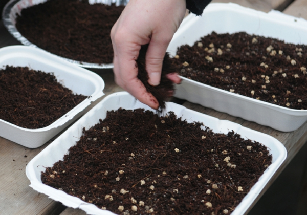 semer des graines pour produire des micro-pousses