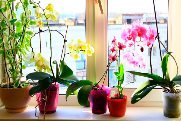 comment arroser une orchidée efficacement