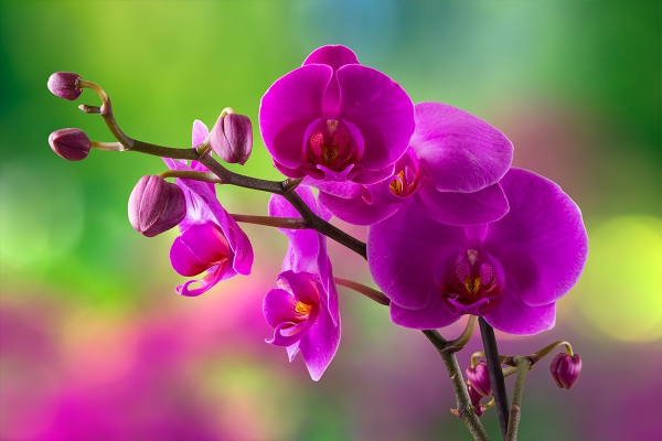 comment arroser une orchidée pour avoir de belles fleurs