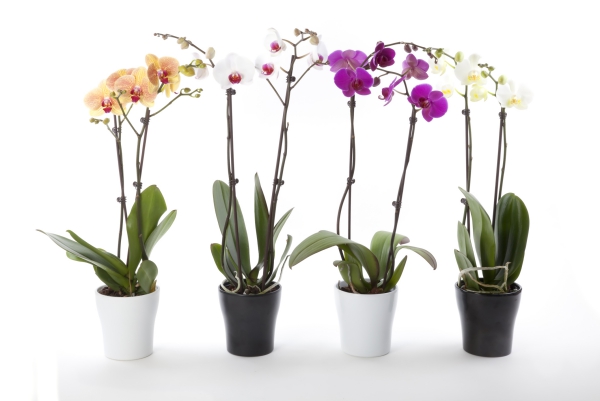 comment arroser une orchidée pour avoir une plante saine