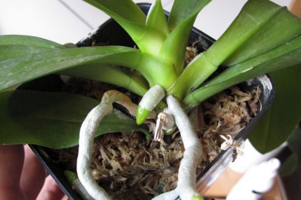 comment arroser une orchidée racines sèches
