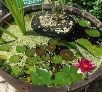 Mini-bassin aquatique à faire soi-même pour le jardin – tutoriel et idées (1)
