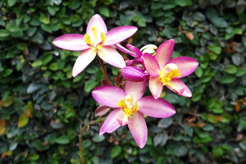 jardin tropical orchidée de terre 