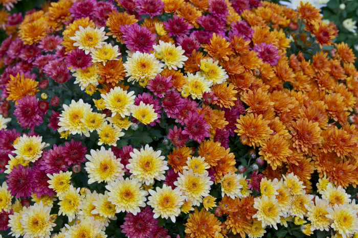 le langage des fleurs beaucoup de variétés 