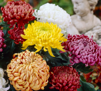 Le langage des fleurs pour transformer votre jardin en un beau poème (4)