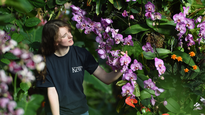 le langage des fleurs couronné d’orchidées 