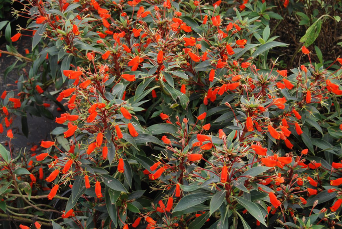 le langage des fleurs gloxinia bolivien 