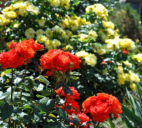 Le langage des fleurs pour transformer votre jardin en un beau poème (3)