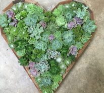 Les plantes succulentes comme décoration: 30 idées à réaliser chez vous (4)