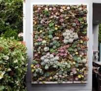 Les plantes succulentes comme décoration: 30 idées à réaliser chez vous (1)
