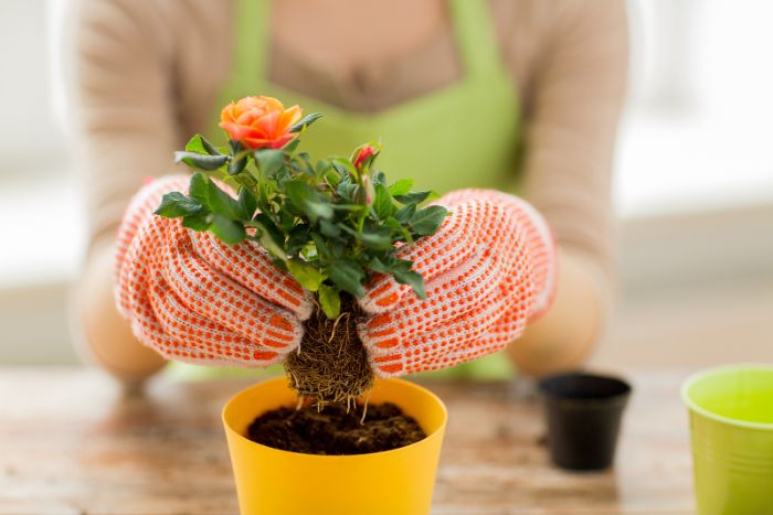 rosier en pot comment planter