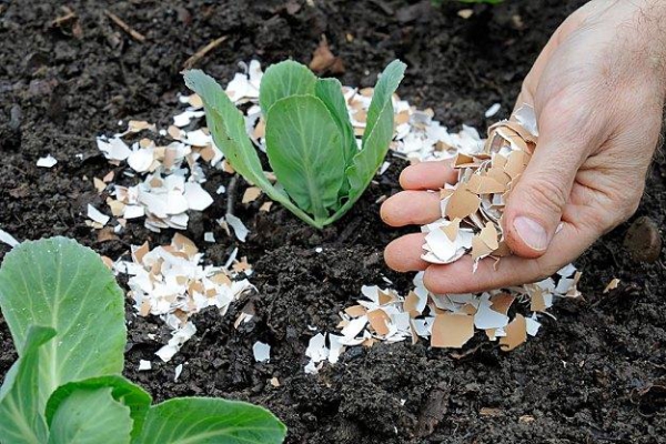10 recettes maison d'engrais naturel et d'insecticide fertiliseur aux coquilles d'oeufs