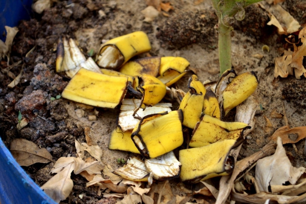 10 recettes maison d'engrais naturel et d'insecticide produit fertilisateur à la peau de banane