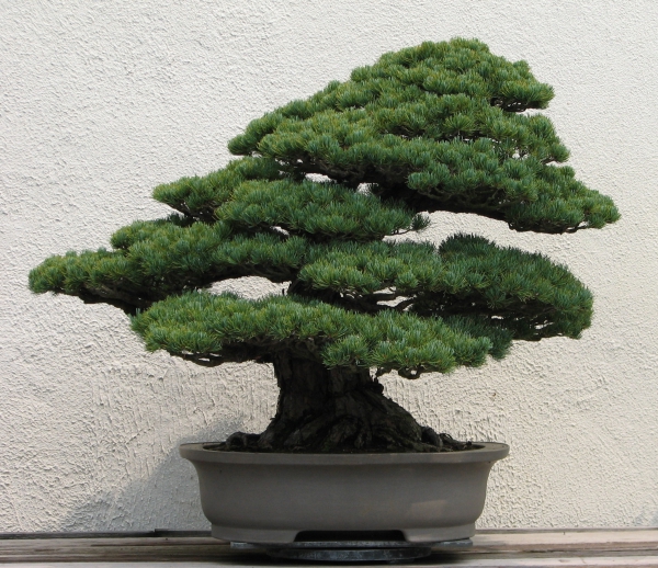 comment faire un bonsaï art japonais