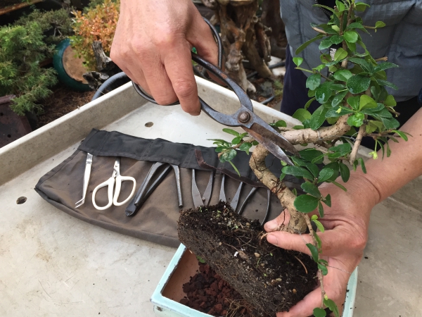comment faire un bonsaï coupe des branches