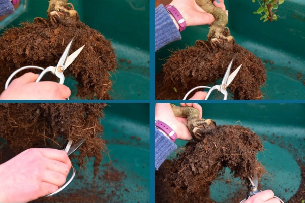 comment faire un bonsaï couper les racines