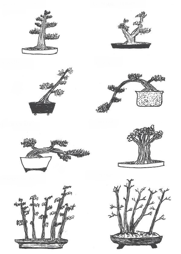 comment faire un bonsaï les différents styles