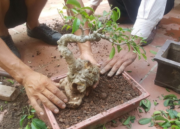 comment faire un bonsaï mélange de sol