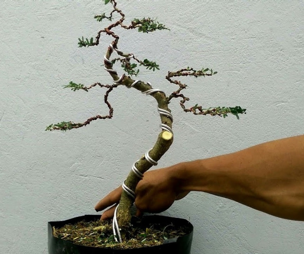 comment faire un bonsaï styliser et façonner