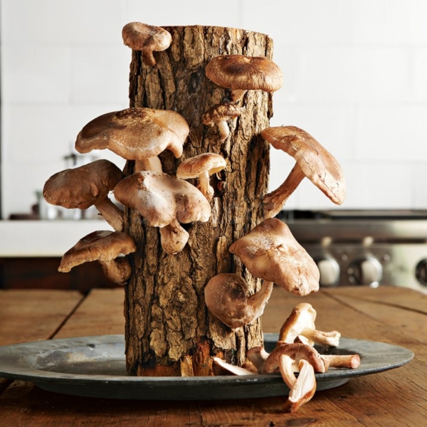 cultiver des champignons dans un rondin de bois