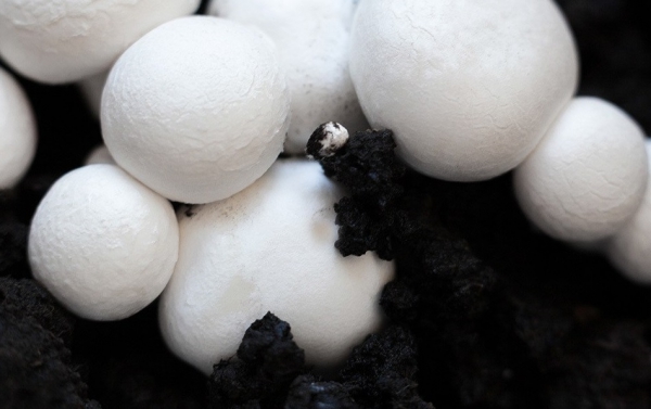 cultiver des champignons de paris
