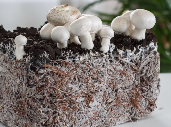 cultiver des champignons filaments blancs mycélium