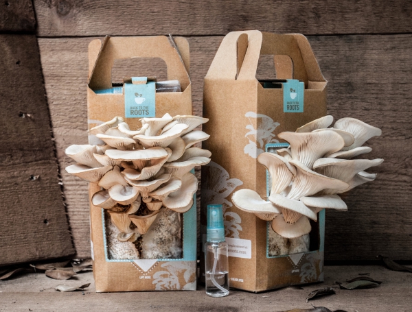 cultiver des champignons kit de culture commerce