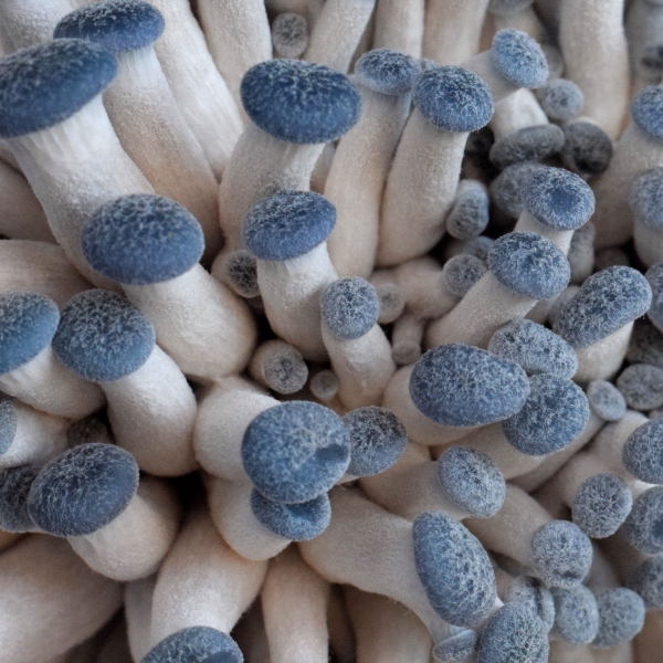 cultiver des champignons pleurotes bleus