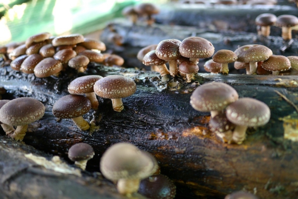 cultiver des champignons shiitake dans une bûche