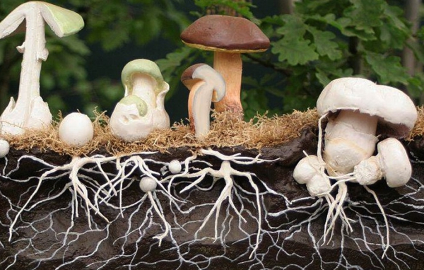 cultiver des champignons système racinaire