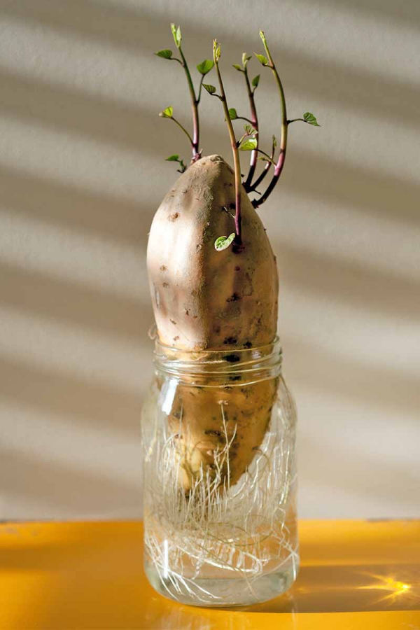cultiver une vigne de patate douce en pot de verre