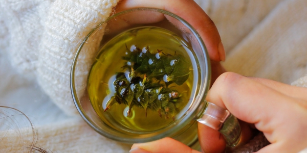les bienfaits du thé vert feuilles trempées 