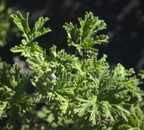 Géranium rosat – culture et utilisation de cette plante à l’arôme irrésistible (3)