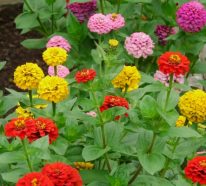 Quelles fleurs et plantes dans le jardin pour de jolis parterres ? (4)