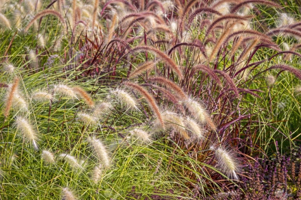 graminées vivaces herbe ornementale 