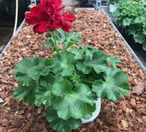 Géranium rosat – culture et utilisation de cette plante à l’arôme irrésistible (4)