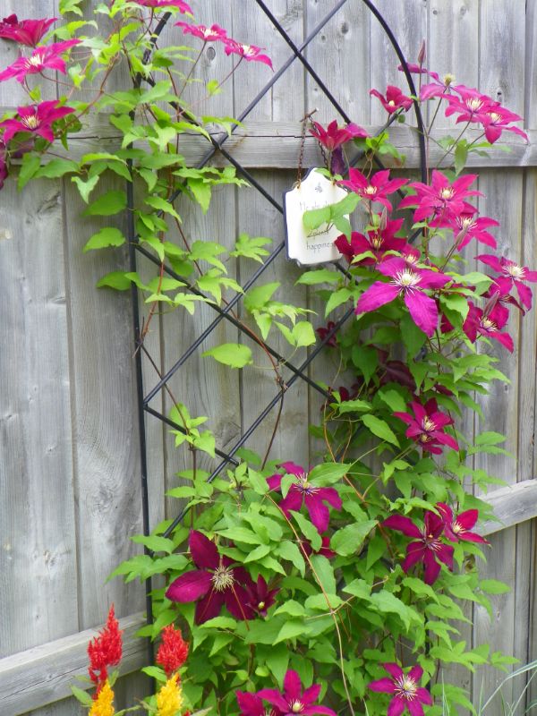 idée déco florale comment habiller un mur extérieur abîmé plante clématite