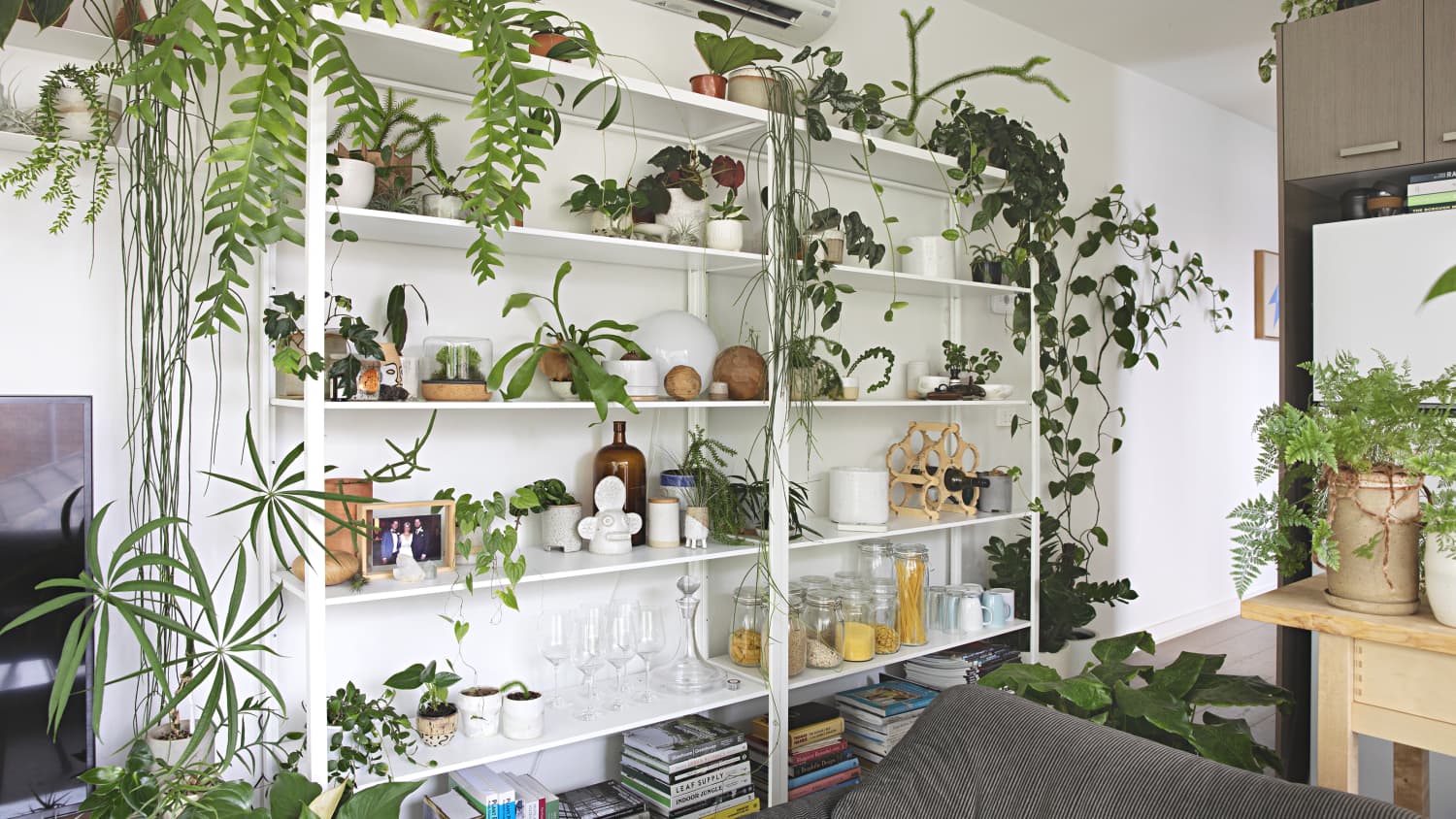 houseplant in a living room