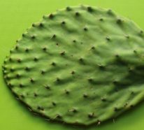 Cuir artificiel: comment le produit-on à partir des feuilles du cactus ? (1)